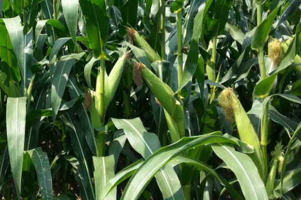 稼禾187玉米种子介绍,中抗丝黑穗病