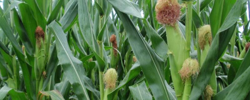 吉云玉517玉米品种简介