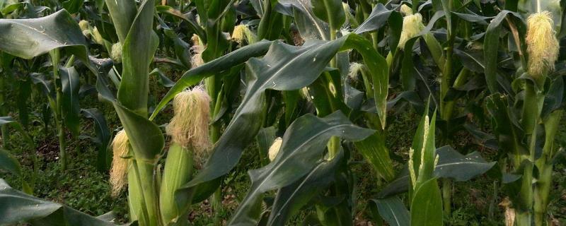 丹农玉789玉米品种的特性