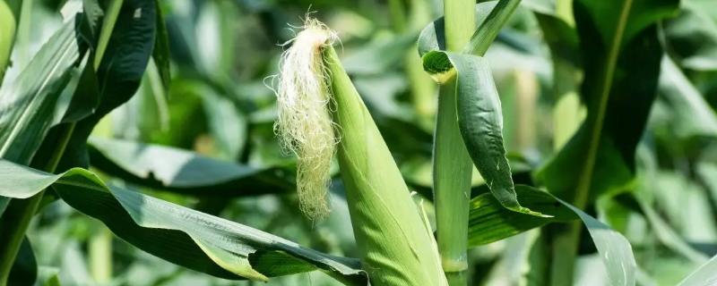 大唐236玉米种子介绍