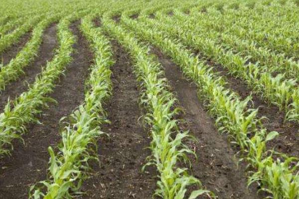 大唐236玉米种子介绍,中抗穗腐病