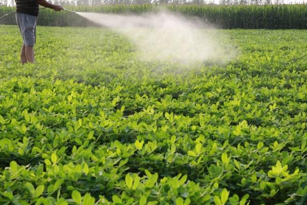 花生什么时候施肥，苗期、开花期和结荚期都需施肥