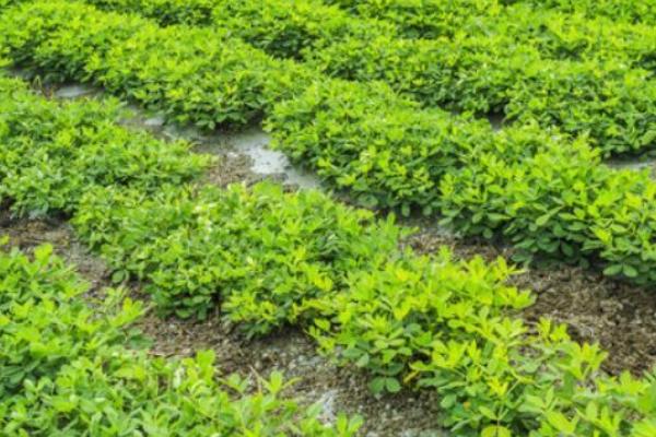 花生什么时候施肥，苗期、开花期和结荚期都需施肥