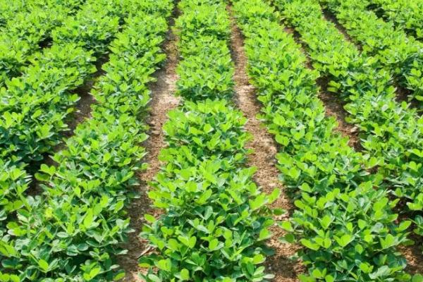 花生什么时候施肥，苗期、开花期和结荚期都需施肥