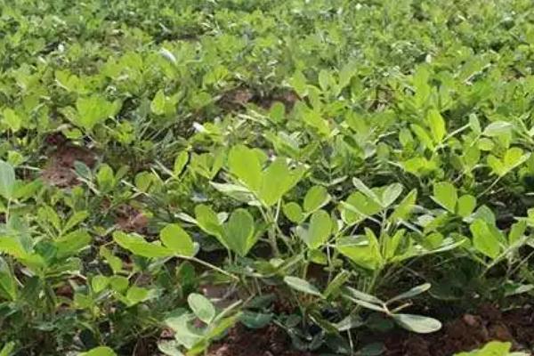花生什么时候施肥，苗期、开花期和结荚期都需施肥