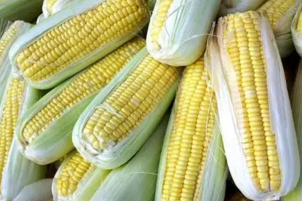 兴创1号玉米种简介,2021年高抗瘤黑粉病