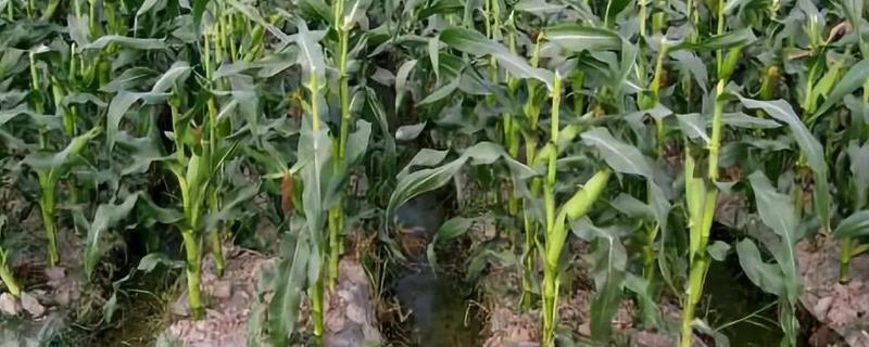 盛玉1638玉米种子介绍