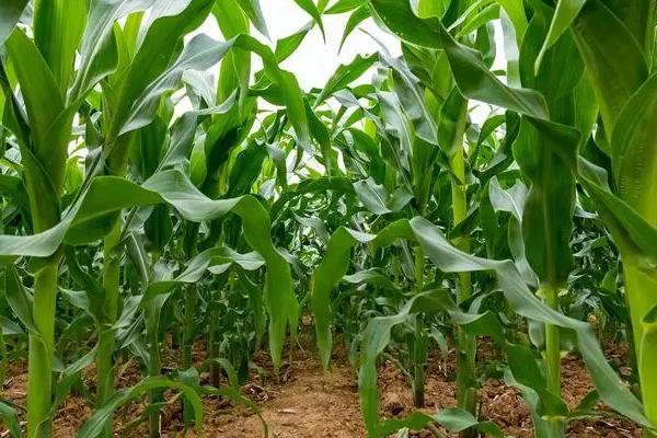 陕科528玉米品种简介,每亩适宜密度4500株