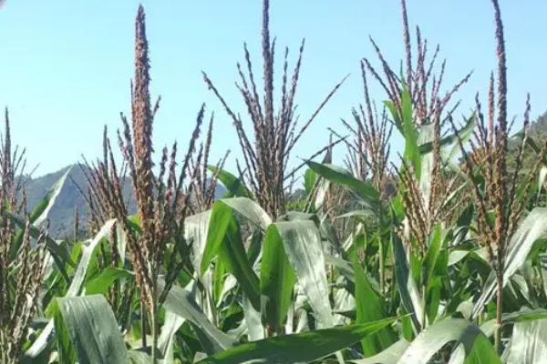 陕科528玉米品种简介,每亩适宜密度4500株