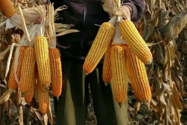 咸科905玉米品种的特性,注意防治病虫害
