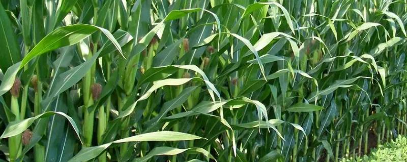 陕科526玉米种子特征特性