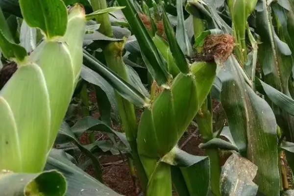 安科136玉米种子特点,2021年高抗南方锈病