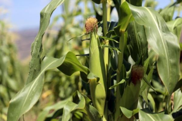 延科甜泰5号玉米品种的特性,2021年中抗矮花叶病