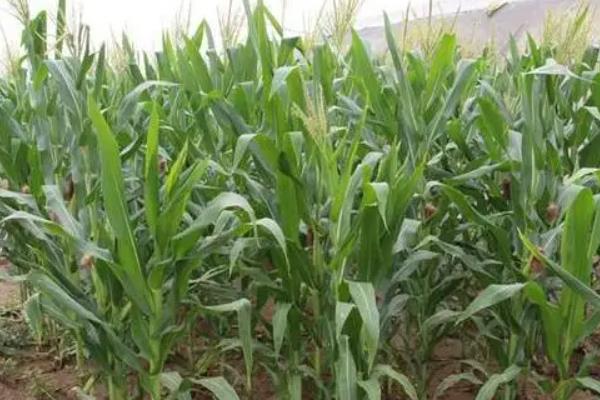 西农甜美20玉米种子特点,亩适宜密度3500株