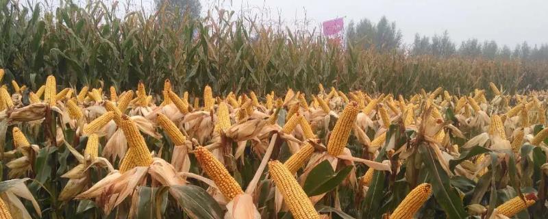 白糯908玉米种子简介