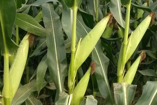 白糯908玉米种子简介,2022年高抗瘤黑粉病