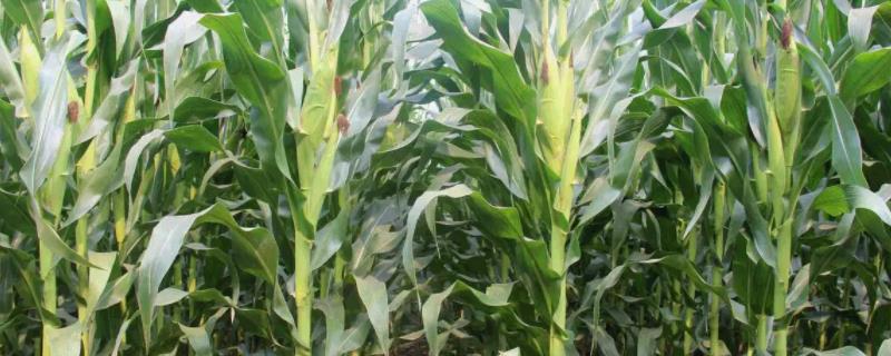 YF1959玉米种子介绍