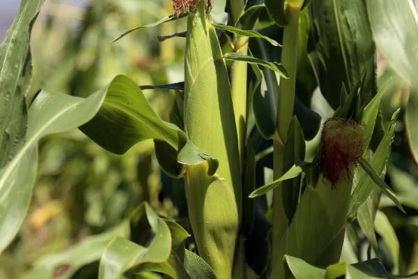 YF1959玉米种子介绍,中抗灰斑病