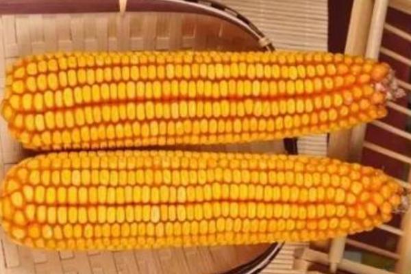 HG208玉米品种的特性,中抗大斑病