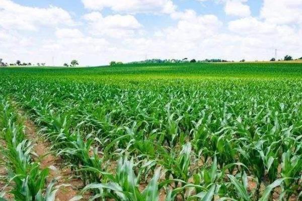 HG208玉米品种的特性,中抗大斑病