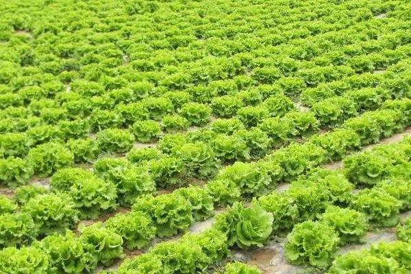 生菜的种植时间，大棚一年四季都可种植