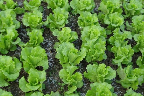 生菜的种植时间，大棚一年四季都可种植