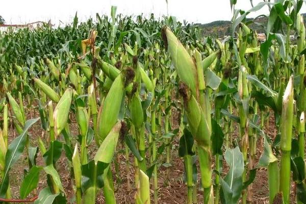 众盈19玉米品种的特性,注意防治玉米螟