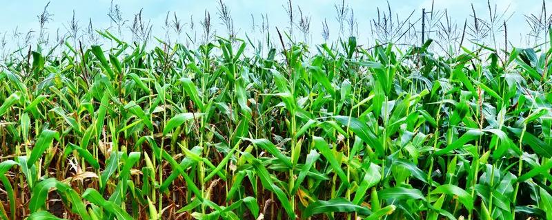 吉程216玉米种简介