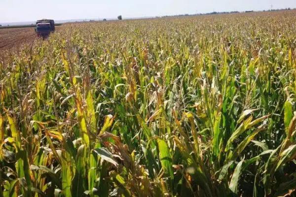 吉程216玉米种简介,适宜播种期4月下旬至5月上旬