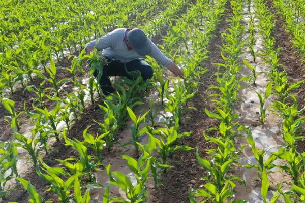 吉程216玉米种简介,适宜播种期4月下旬至5月上旬