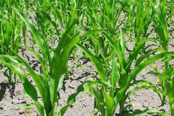 吉程216玉米种简介,适宜播种期4月下旬至5月上旬