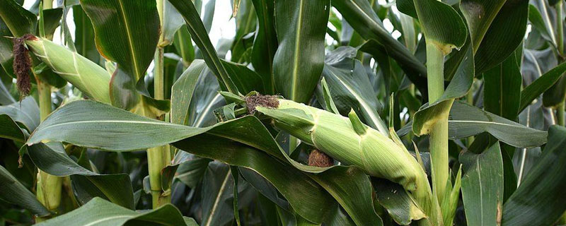 广宇902玉米品种的特性