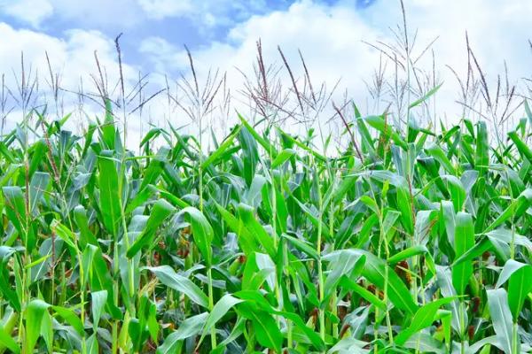 广宇902玉米品种的特性,密度4500株/亩左右