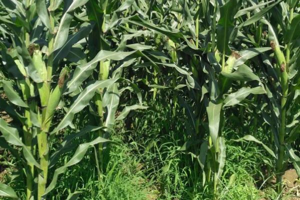 中泰206玉米种简介,密度4500株/亩左右