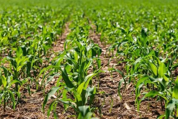 金岭327玉米种子简介,高抗茎腐病