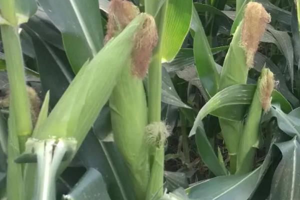 丹玉818玉米种子简介,中抗茎腐病