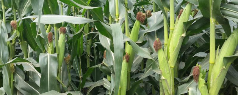 天源696玉米种简介