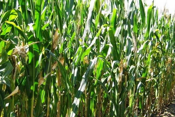 研锋612玉米种简介,密度6000株/亩左右