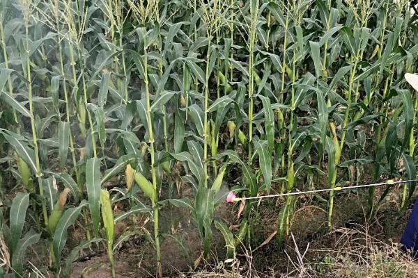 利华1988玉米品种的特性,密度6000株/亩左右