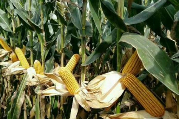 利合1026玉米种子简介,适宜播种期4月下旬至5月上旬