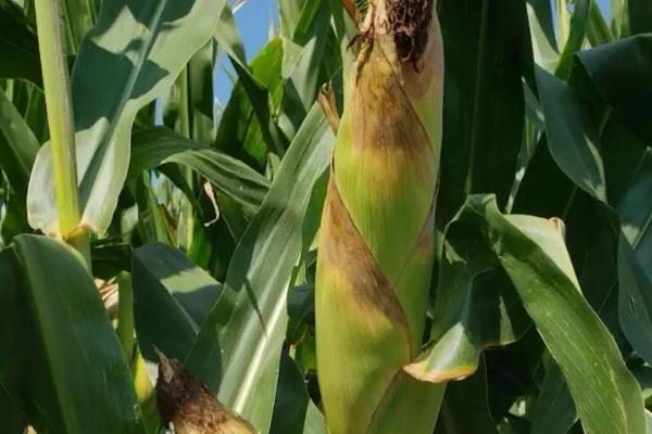 利合1026玉米种子简介,适宜播种期4月下旬至5月上旬