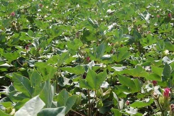 源棉8号棉花种子介绍,播种期在4月5日-4月15日