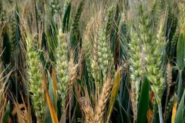 潍麦12小麦种子特征特性,适宜播种期10月5日―15日