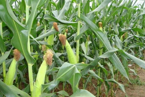 云化9号玉米品种简介,适宜播种期4月下旬至5月上旬