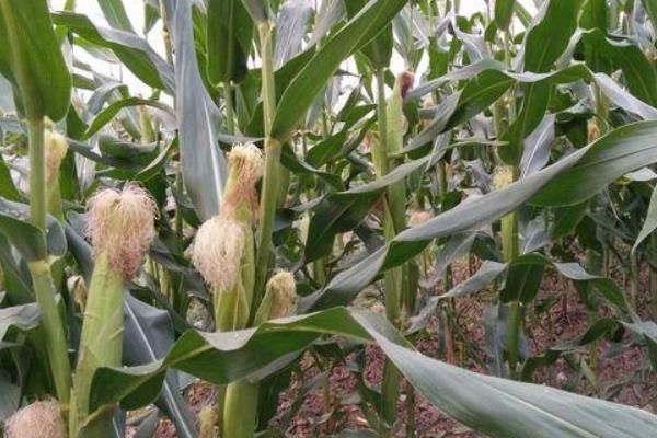 云化9号玉米品种简介,适宜播种期4月下旬至5月上旬