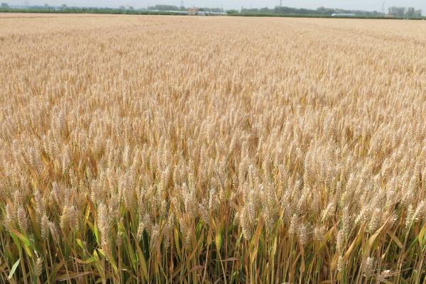 鲁研1403小麦种子特点,抽穗前后应及时防治麦蚜