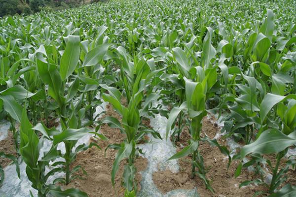 金岭317玉米种简介,注意防治玉米灰斑病和丝黑穗病