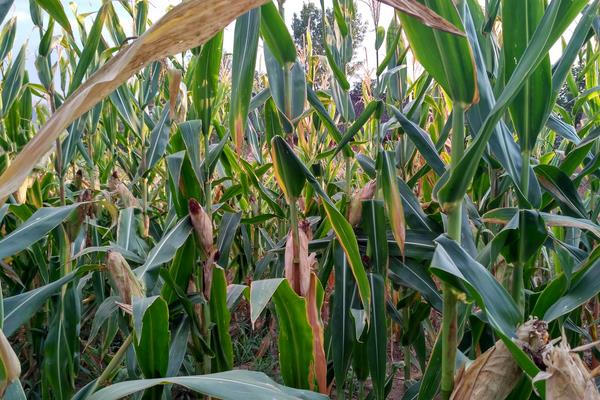 鑫玉农503玉米种子特征特性,适宜播种期4月下旬至5月上旬