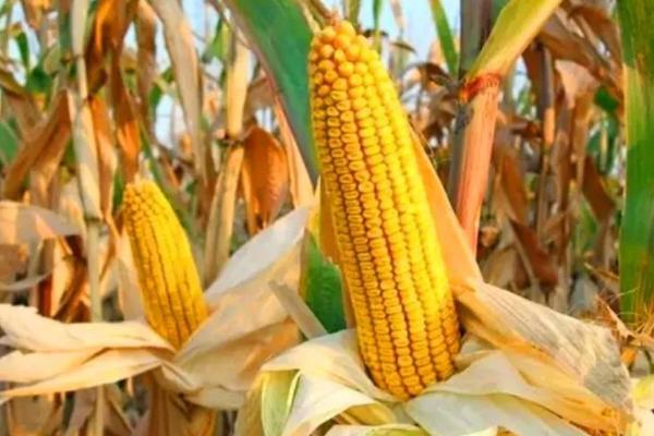 鑫玉农503玉米种子特征特性,适宜播种期4月下旬至5月上旬