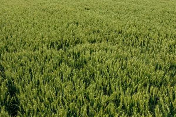 沃丰麦168小麦种子介绍,全生育期222.4天